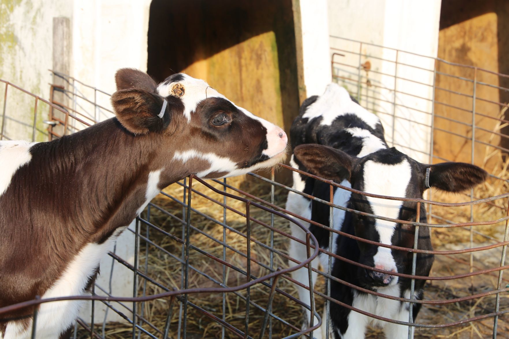 Hollister Brothers Farm